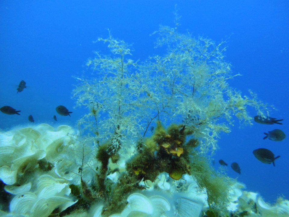 DISCOVER SCUBA DIVING